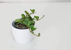 Peperomia Hope (4