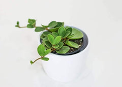 Peperomia Hope (4