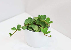 Peperomia Hope (4