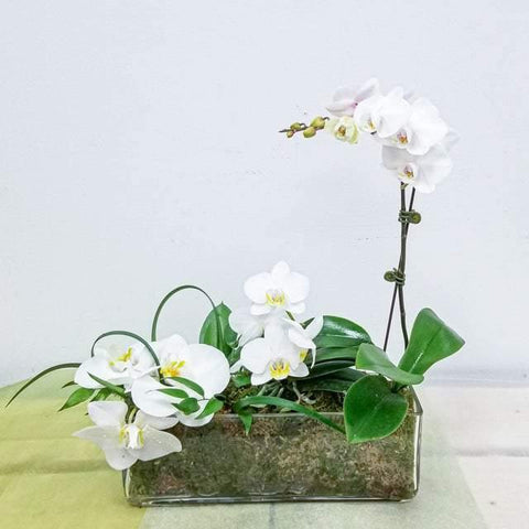 White Orchid Garden