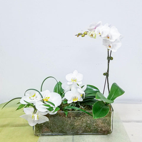 White Orchid Garden