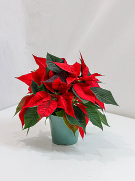 Red Poinsettia (4.5-12