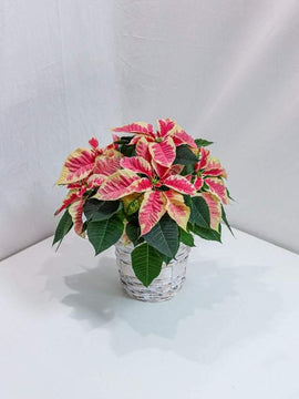 Marble Poinsettia 6