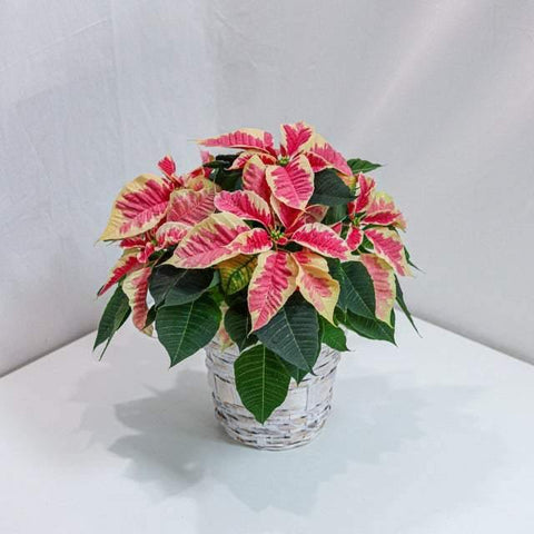 Marble Poinsettia 6