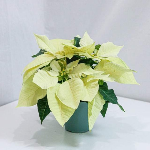 White Poinsettia (4.5-8