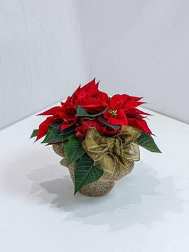 Beautiful Poinsettia