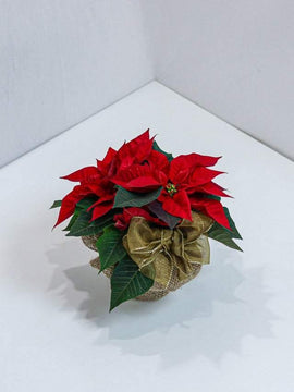 Beautiful Poinsettia