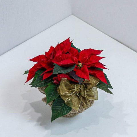 Beautiful Poinsettia