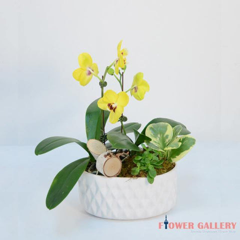 Thoughtfulness Orchids Arrangement