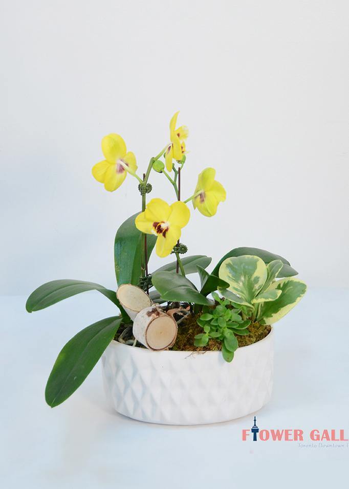 Thoughtfulness Orchids Arrangement - Orchid - Toronto Flower Gallery