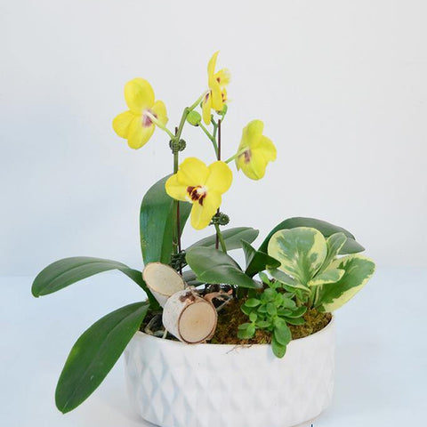 Thoughtfulness Orchids Arrangement