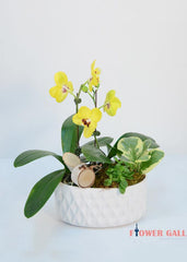 Thoughtfulness Orchids Arrangement - Orchid - Toronto Flower Gallery