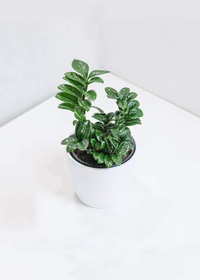 ZZ Plant 'Zenzi' (7