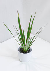 Dracaena Marginata (4