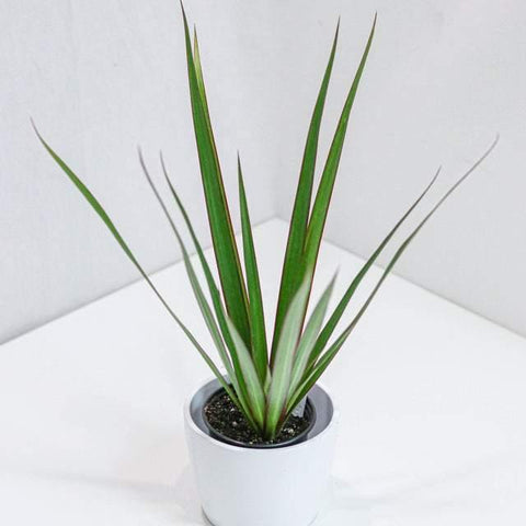 Dracaena Marginata (6
