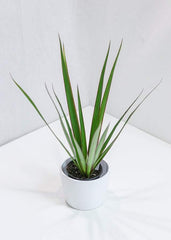 Dracaena Marginata (4