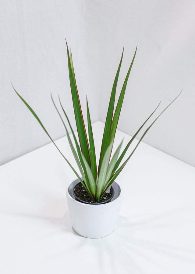 Dracaena Marginata (4