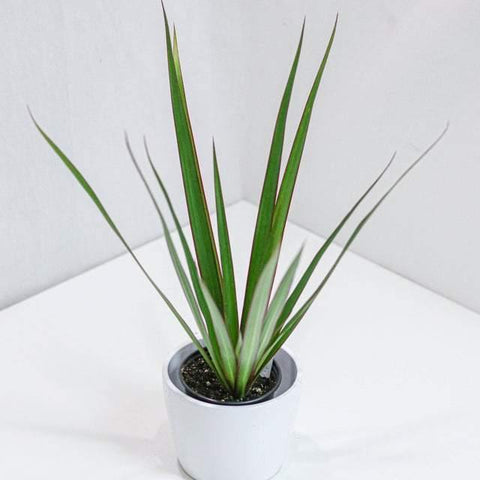 Dracaena Marginata (6