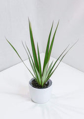 Dracaena Marginata (4