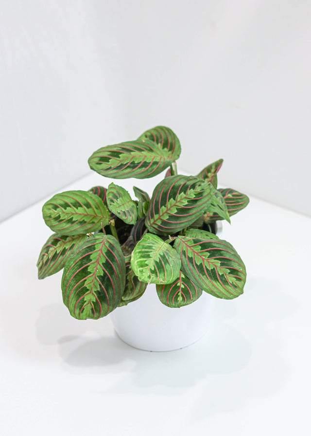 Maranta Prayer Plant (6
