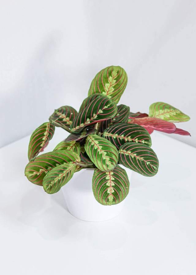Maranta Prayer Plant (6