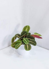 Maranta Prayer Plant (6