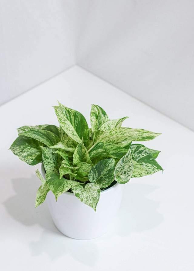 Pothos Marble Queen (6