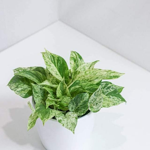 Pothos Marble Manjula (6)