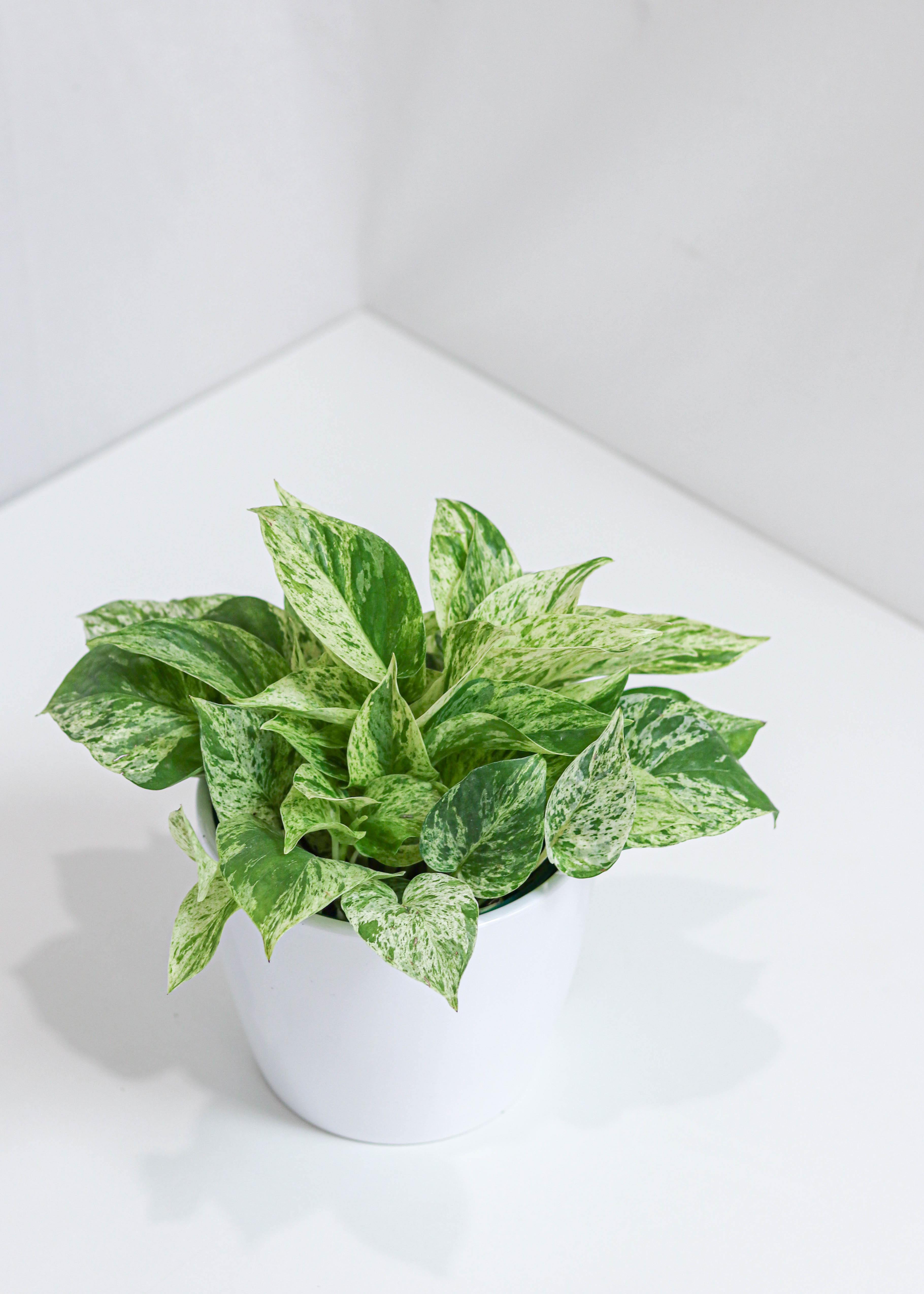 Pothos Marble Queen (6