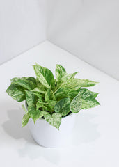 Pothos Marble Queen (6