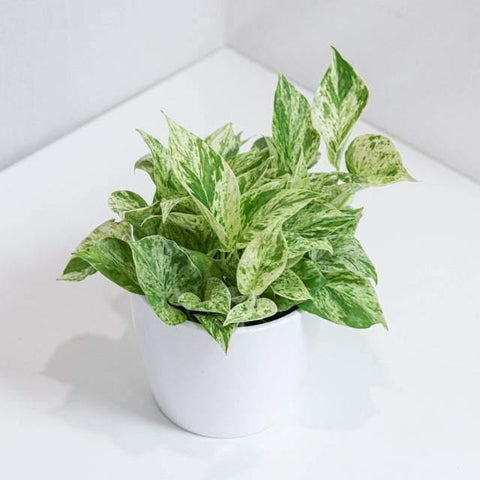 Pothos Marble Manjula (6)