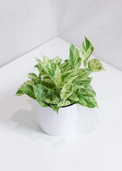 Pothos Marble Queen (6