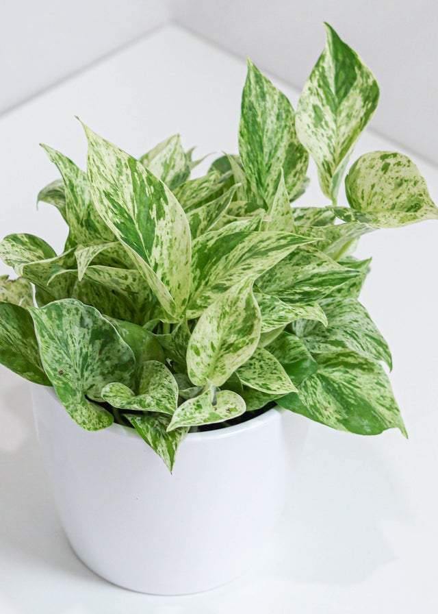 Pothos Marble Queen (6