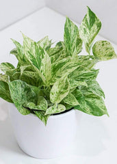 Pothos Marble Queen (6