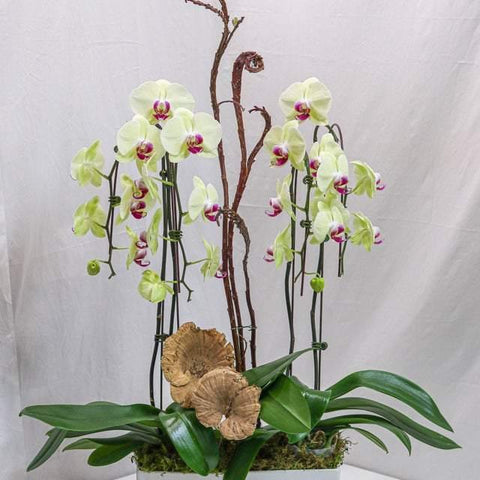 Yellow Orchid Arrangement