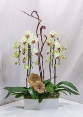 Yellow Orchid Arrangement - Toronto Flower Gallery