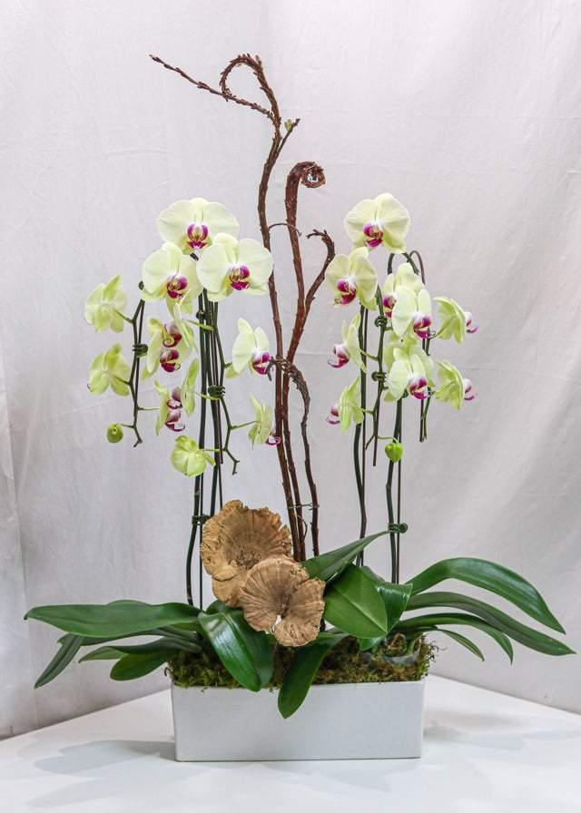 Yellow Orchid Arrangement - Toronto Flower Gallery