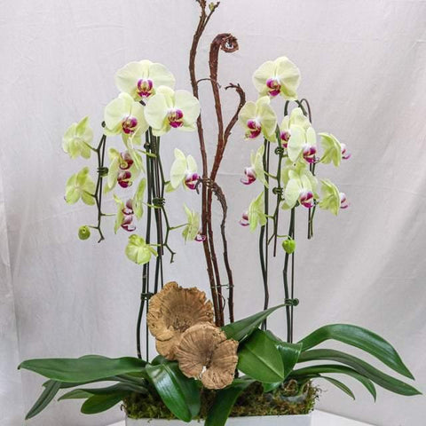 Yellow Orchid Arrangement